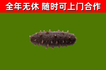 汉中烟酒回收干海参.jpg
